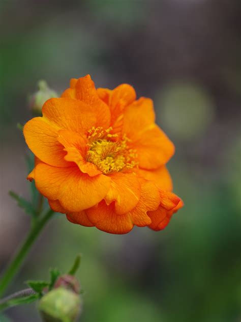 Geum 'Prinses Juliana' - Beth Chatto's Plants & Gardens
