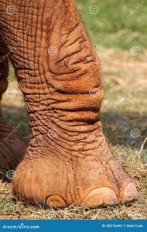 Elephant Leg Stock Photo - Image: 58276492