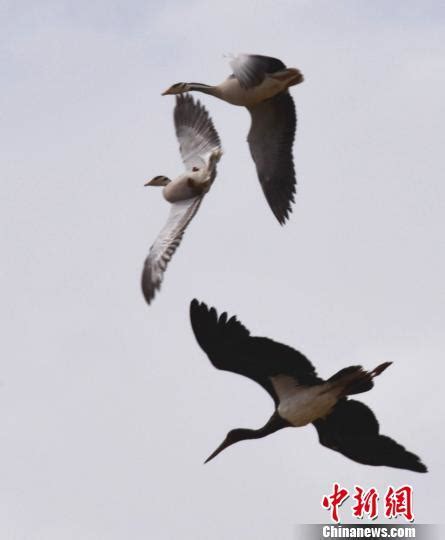 「鳥中熊貓」黑鸛現甘肅蘇干湖草原 每日頭條