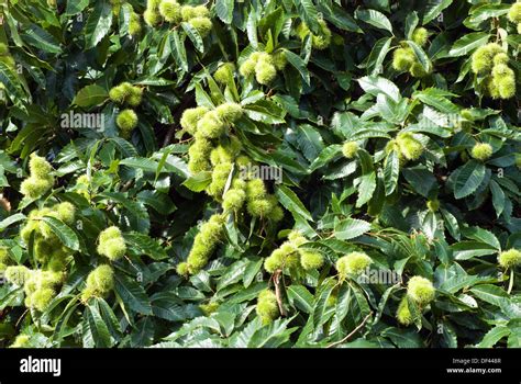 Sweet chestnut tree Stock Photo - Alamy