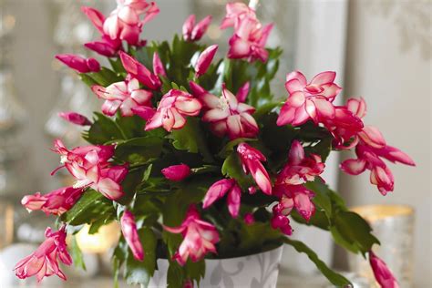 How To Care For A Christmas Cactus Bbc Gardeners World Magazine