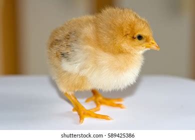 Naked Neck Chick Stock Photo Shutterstock