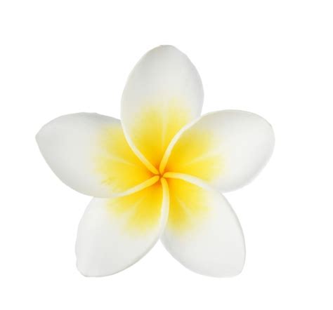 Premium Photo White Frangipani Flowers