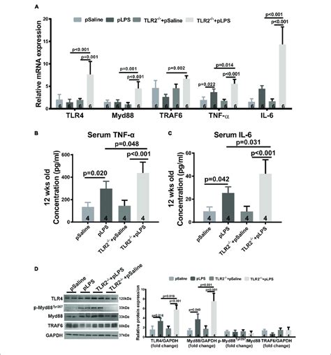 Compensatory Tlr4 Activation In Tlr2 Knockout Offspring With Prenatal