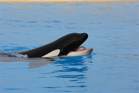 Killer Whale Tongue Steve Sayers Flickr