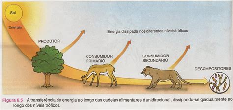 Cadeia Alimentar Com Ser Humano Consumidor Terciario - 9