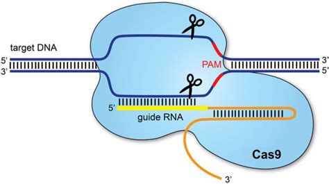 کریسپر و ویرایش DNA دی مگ آشنایی جامع با تکنولوژی کریسپر و ویرایش DNA