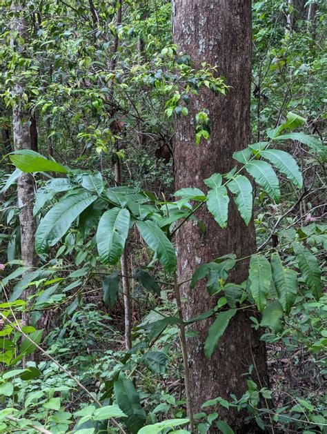 Plants From Caloundra Rail Corridor Au Ql Au On January At