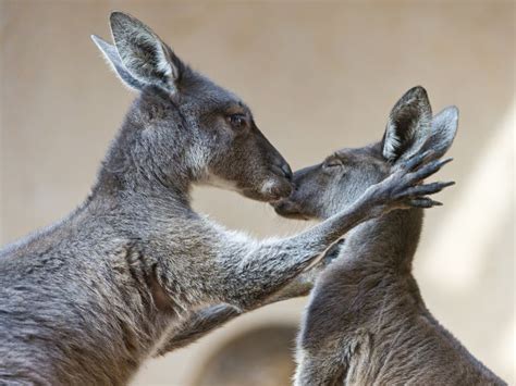 Second Picture Of The Kangaroos Who Seem To Love Each Other Animals