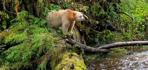 Great Bear Rain Forest Richardseeley AdobeStock Fin Web Good Nature