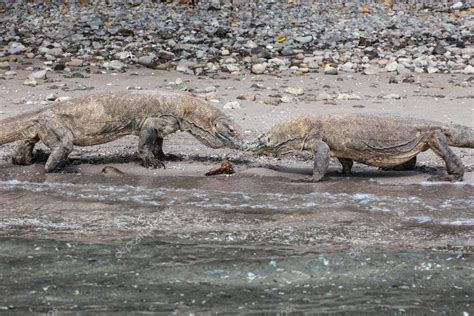 Un Par De Dragones De Komodo Varanus Komodoensis Caminan En Una Playa