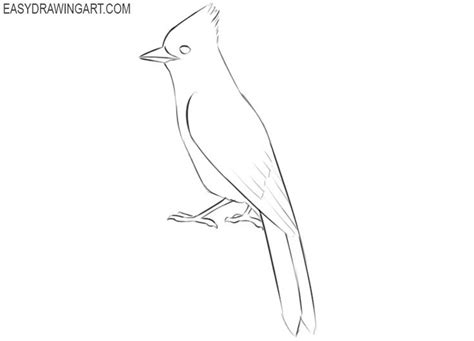 How to Draw a Blue Jay - Easy Drawing Art | Blue jay, Blue jay bird ...