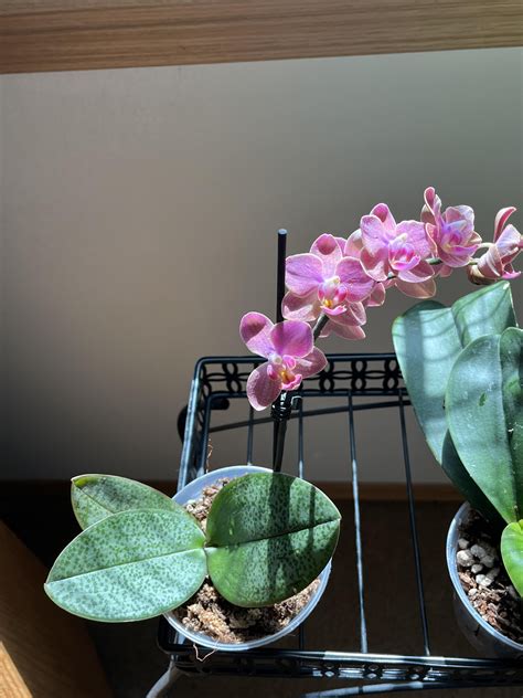 Hint of mottled leaves : r/orchids