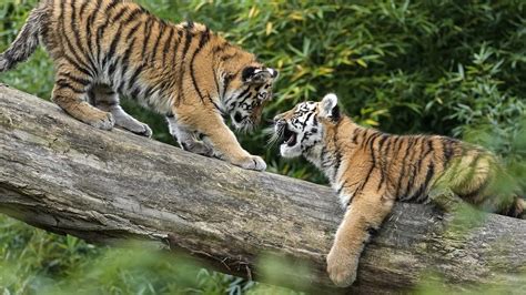 Berita Kebun Binatang Jerman Hari Ini Kabar Terbaru Terkini