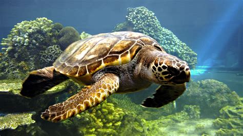 Hd Wallpaper Of A Graceful Underwater Sea Turtle