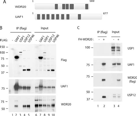 Wdr20 Regulates Activity Of The Usp12·uaf1 Deubiquitinating Enzyme Complex Journal Of