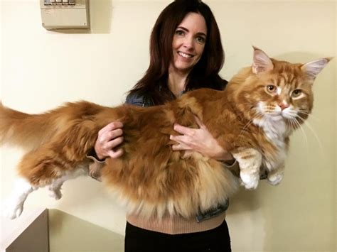 Cat Can Barely Contain His Fluff May Be The Longest Cat In The World