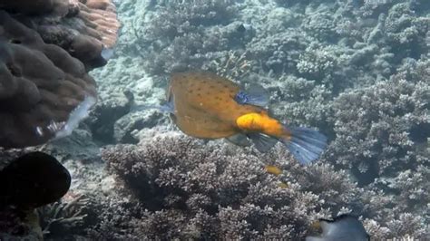 How to Increase or Decrease KH in Freshwater Aquarium: A Comprehensive ...