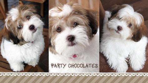 13 Havapoo haircuts ideas | havanese puppies, havanese dogs, havanese