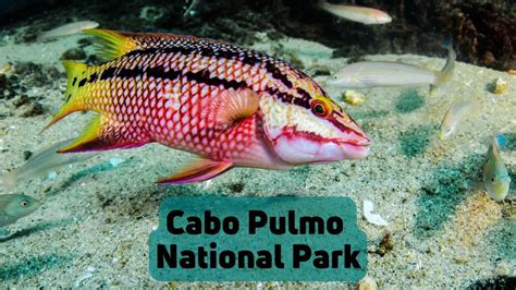 Cabo Pulmo National Park | InfoVacay