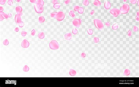 Pink Rose Petals Falling Background