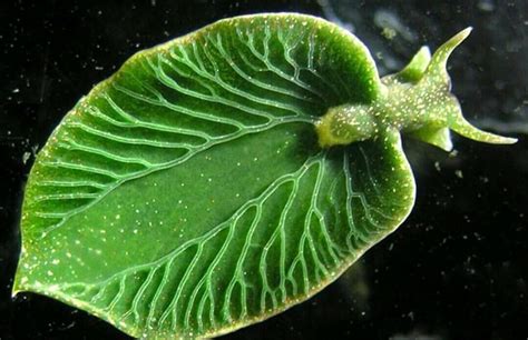 Photosynthetic animals now exist! : r/Retconned