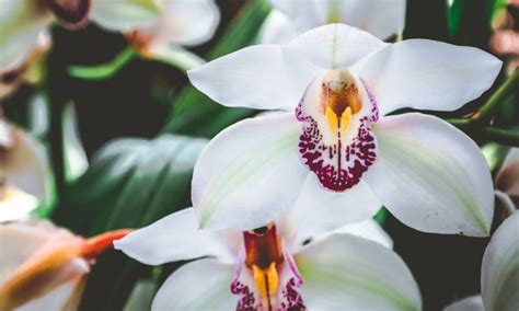 Cymbidium (Boat Orchid): Care Guide & Pictures - Brilliant Orchids