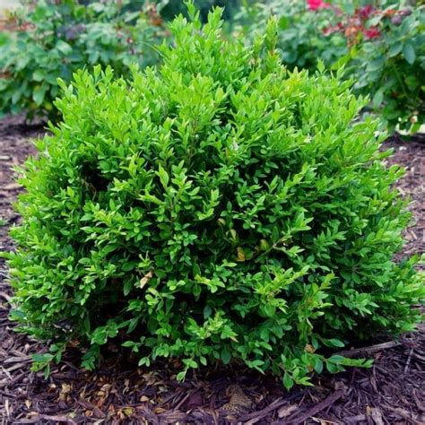 Wintergreen Littleleaf Boxwood Pahls Market Apple Valley Mn