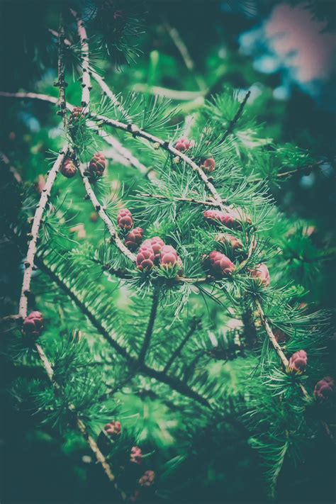 Bildet Tre Natur Gren Anlegg Blad Blomst Furu Gr Nn Botanikk