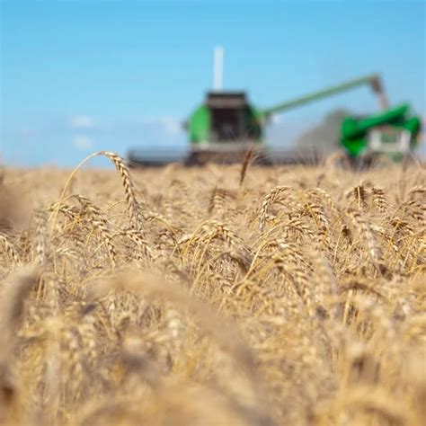 Algunas economías de América Latina se beneficiaron de la invasión a Ucrania pero los efectos