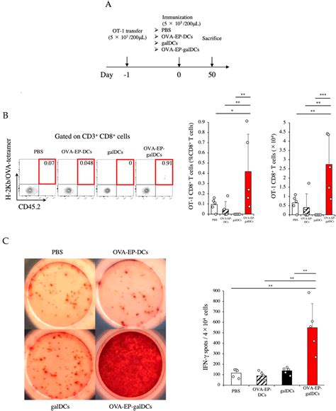 Cancers Free Full Text Vaccine Based On Dendritic Cells