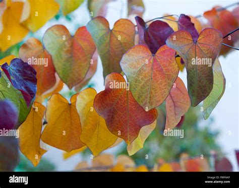 Leaves in autumn colors, Judas tree (Cercis siliquastrum), Forest Pansy variety, Bavaria ...