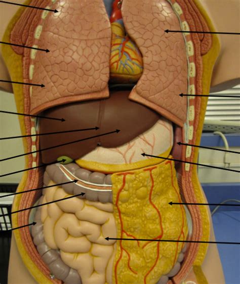 Practical 3 Torso Respiratory And Digestive Organs Diagram Quizlet