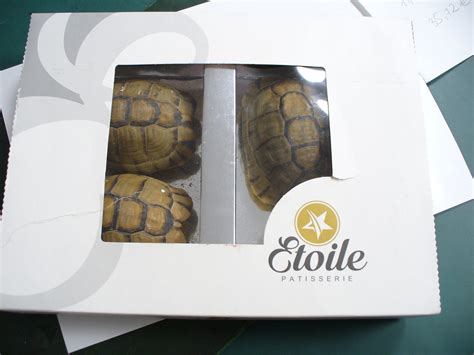 Man Tries to Disguise Tortoises as Cakes in Airport | TIME