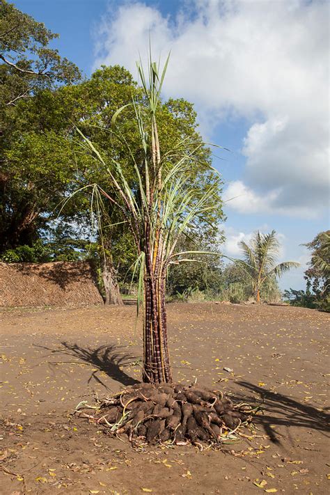 ANTOINE BOUREAU Manioc et cannes à sucre installé sur un Nakamal pour