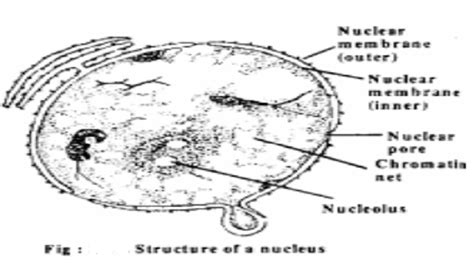 Plant Cell Nucleus And Functions of Plant Cell Nucleus