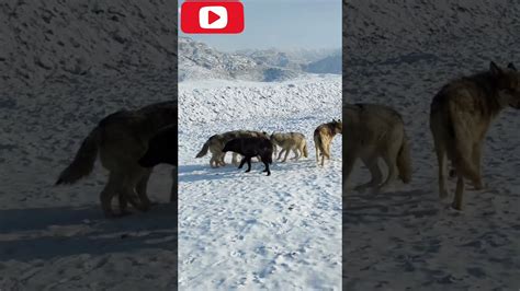 Tibetan Mastiff Vs Wolf Wolf Vs Tibetan Mastiff Tibetan Mastiff Vs Wolf Playing With Wolves