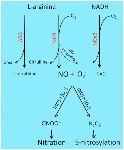 | Reactive nitrogen species-generating chemistry and PTM. | Download ...