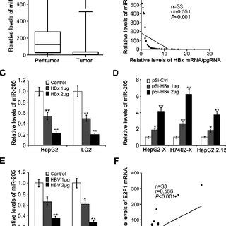 MiR 205 Inhibits The Proliferation Of Hepatoma Cells In Vitro A C