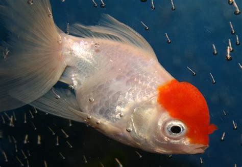 Goldfish Care - Types | Pictures | Diseases and Treatment: Oranda ...