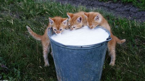 cat, Kittens, Milk, Animals Wallpapers HD / Desktop and Mobile Backgrounds