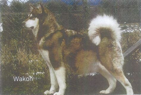 Wakon Giant Alaskan Malamutes Authentic Wakon Malamutes