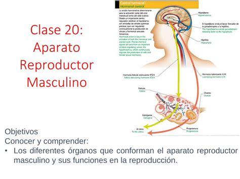 Pdf Clase Aparato Reproductor Masculino Aparato Reproductor