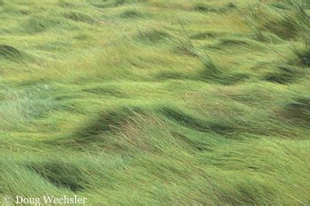 Salt Marsh Grasses by Doug Wechsler-