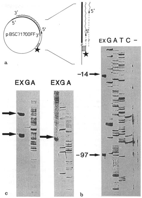 A E Mapping Of The Cbs2 Transcription Start Points By Primer Extension Download Scientific