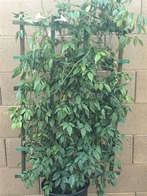 Pink Bower Vine Vines Hedges Backyard