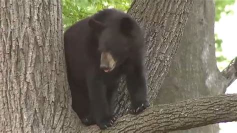 New Jersey bear hunt returns despite efforts by animal rights groups to ban it - ABC7 New York