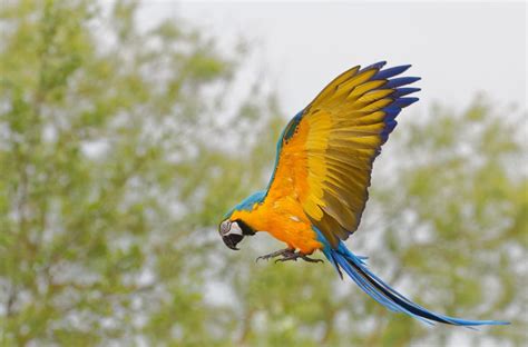 Osos Aves Y Reptiles Son Las Especies De Fauna Silvestre Más