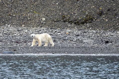 Cient Ficos Encuentran Una Nueva Poblaci N De Osos Polares En Una