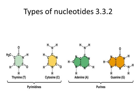 Fig A Polynucleotide Chain Types Of Nucleotides In Dna Types Of